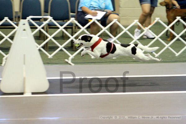 IMG_7463.jpg - Dawg Derby Flyball TournementJuly 10, 2010Classic CenterAthens, Ga