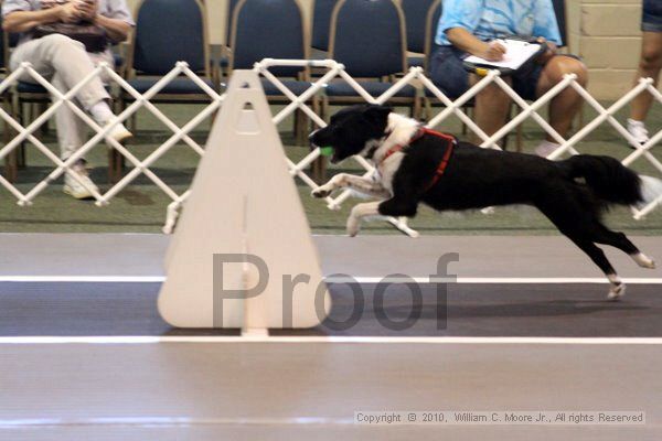 IMG_7468.jpg - Dawg Derby Flyball TournementJuly 10, 2010Classic CenterAthens, Ga