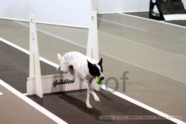 IMG_7471.jpg - Dawg Derby Flyball TournementJuly 10, 2010Classic CenterAthens, Ga