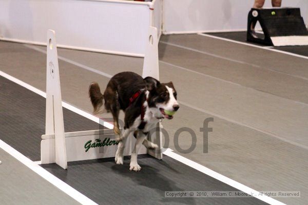 IMG_7476.jpg - Dawg Derby Flyball TournementJuly 10, 2010Classic CenterAthens, Ga