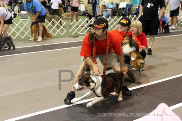 IMG_7484.jpg - Dawg Derby Flyball TournementJuly 10, 2010Classic CenterAthens, Ga