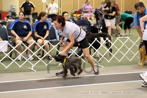 IMG_7490.jpg - Dawg Derby Flyball TournementJuly 10, 2010Classic CenterAthens, Ga