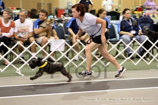 IMG_7491.jpg - Dawg Derby Flyball TournementJuly 10, 2010Classic CenterAthens, Ga