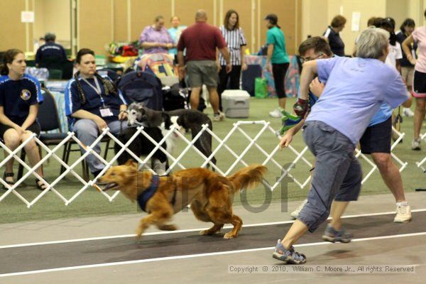 IMG_7493.jpg - Dawg Derby Flyball TournementJuly 10, 2010Classic CenterAthens, Ga
