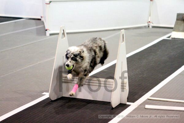 IMG_7499.jpg - Dawg Derby Flyball TournementJuly 10, 2010Classic CenterAthens, Ga