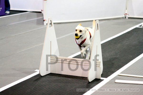 IMG_7503.jpg - Dawg Derby Flyball TournementJuly 10, 2010Classic CenterAthens, Ga