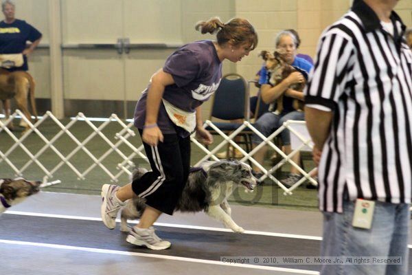 IMG_7518.jpg - Dawg Derby Flyball TournementJuly 10, 2010Classic CenterAthens, Ga