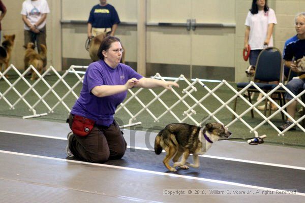 IMG_7521.jpg - Dawg Derby Flyball TournementJuly 10, 2010Classic CenterAthens, Ga