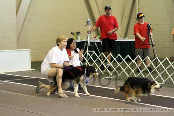 IMG_7546.jpg - Dawg Derby Flyball TournementJuly 10, 2010Classic CenterAthens, Ga