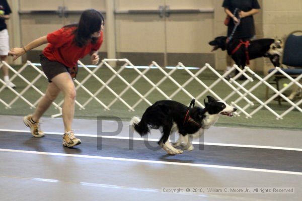 IMG_7563.jpg - Dawg Derby Flyball TournementJuly 10, 2010Classic CenterAthens, Ga