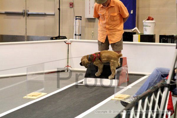 IMG_7592.jpg - Dawg Derby Flyball TournementJuly 10, 2010Classic CenterAthens, Ga