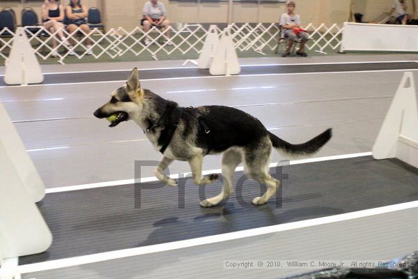 IMG_7602.jpg - Dawg Derby Flyball TournementJuly 10, 2010Classic CenterAthens, Ga