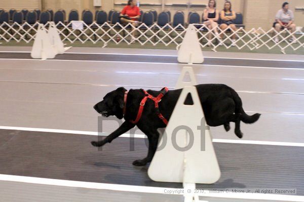 IMG_7605.jpg - Dawg Derby Flyball TournementJuly 10, 2010Classic CenterAthens, Ga
