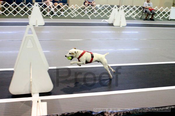 IMG_7608.jpg - Dawg Derby Flyball TournementJuly 10, 2010Classic CenterAthens, Ga