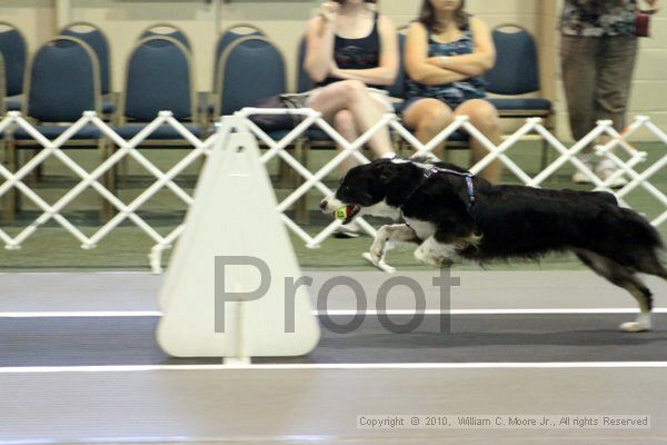 IMG_7611.jpg - Dawg Derby Flyball TournementJuly 10, 2010Classic CenterAthens, Ga
