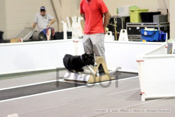 IMG_7619.jpg - Dawg Derby Flyball TournementJuly 10, 2010Classic CenterAthens, Ga