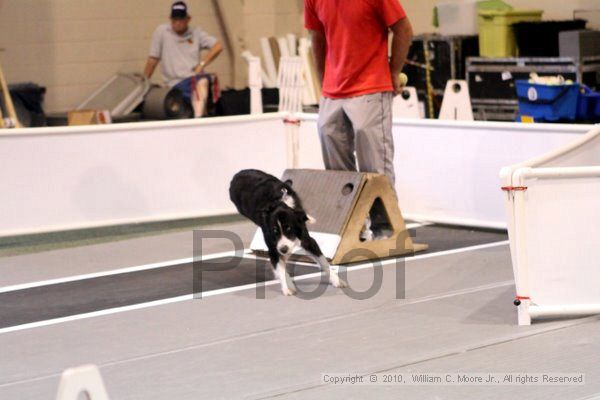IMG_7620.jpg - Dawg Derby Flyball TournementJuly 10, 2010Classic CenterAthens, Ga