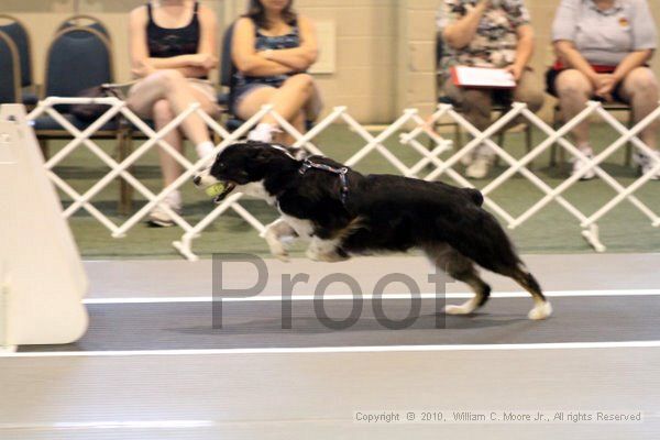 IMG_7621.jpg - Dawg Derby Flyball TournementJuly 10, 2010Classic CenterAthens, Ga
