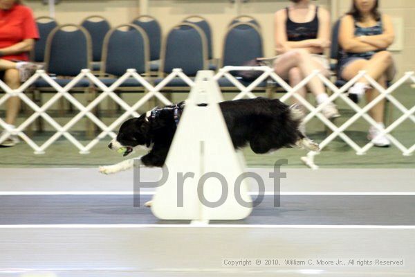 IMG_7622.jpg - Dawg Derby Flyball TournementJuly 10, 2010Classic CenterAthens, Ga