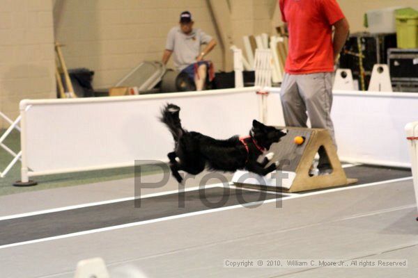 IMG_7629.jpg - Dawg Derby Flyball TournementJuly 10, 2010Classic CenterAthens, Ga
