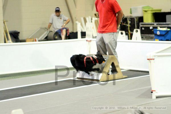 IMG_7630.jpg - Dawg Derby Flyball TournementJuly 10, 2010Classic CenterAthens, Ga