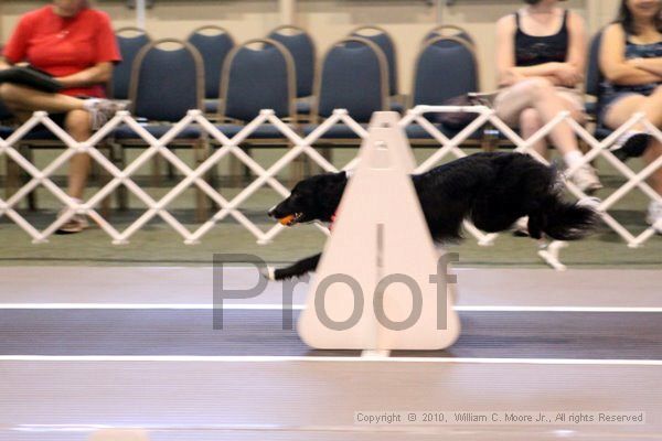 IMG_7634.jpg - Dawg Derby Flyball TournementJuly 10, 2010Classic CenterAthens, Ga