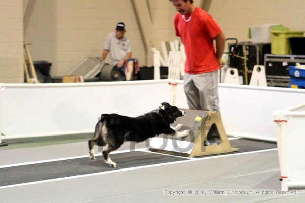 IMG_7637.jpg - Dawg Derby Flyball TournementJuly 10, 2010Classic CenterAthens, Ga