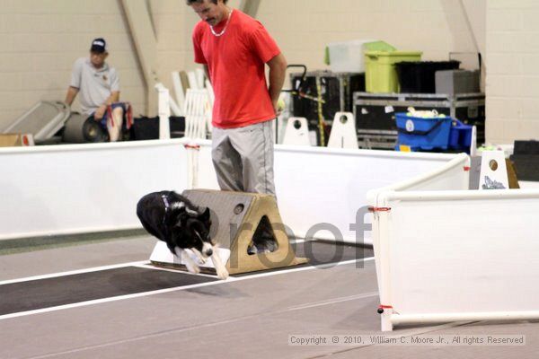 IMG_7639.jpg - Dawg Derby Flyball TournementJuly 10, 2010Classic CenterAthens, Ga