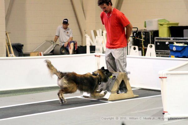 IMG_7644.jpg - Dawg Derby Flyball TournementJuly 10, 2010Classic CenterAthens, Ga