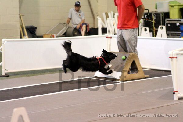 IMG_7654.jpg - Dawg Derby Flyball TournementJuly 10, 2010Classic CenterAthens, Ga