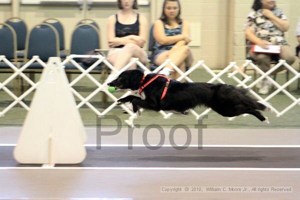 IMG_7657.jpg - Dawg Derby Flyball TournementJuly 10, 2010Classic CenterAthens, Ga