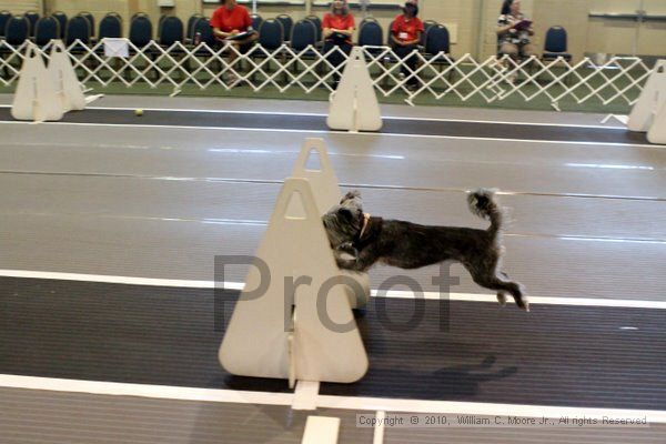 IMG_7680.jpg - Dawg Derby Flyball TournementJuly 10, 2010Classic CenterAthens, Ga
