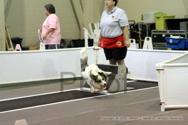 IMG_7683.jpg - Dawg Derby Flyball TournementJuly 10, 2010Classic CenterAthens, Ga
