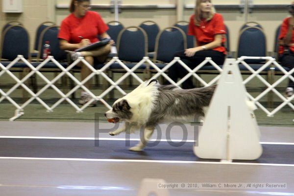 IMG_7688.jpg - Dawg Derby Flyball TournementJuly 10, 2010Classic CenterAthens, Ga