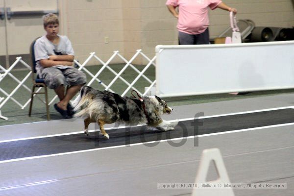 IMG_7689.jpg - Dawg Derby Flyball TournementJuly 10, 2010Classic CenterAthens, Ga