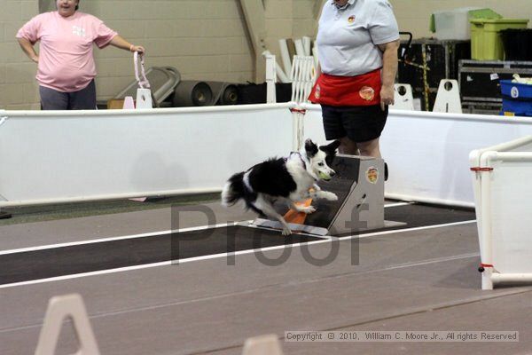 IMG_7707.jpg - Dawg Derby Flyball TournementJuly 10, 2010Classic CenterAthens, Ga