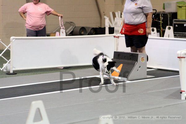 IMG_7708.jpg - Dawg Derby Flyball TournementJuly 10, 2010Classic CenterAthens, Ga