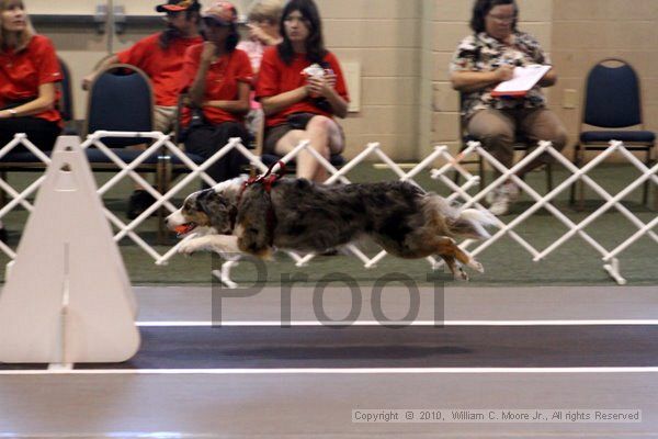 IMG_7718.jpg - Dawg Derby Flyball TournementJuly 10, 2010Classic CenterAthens, Ga