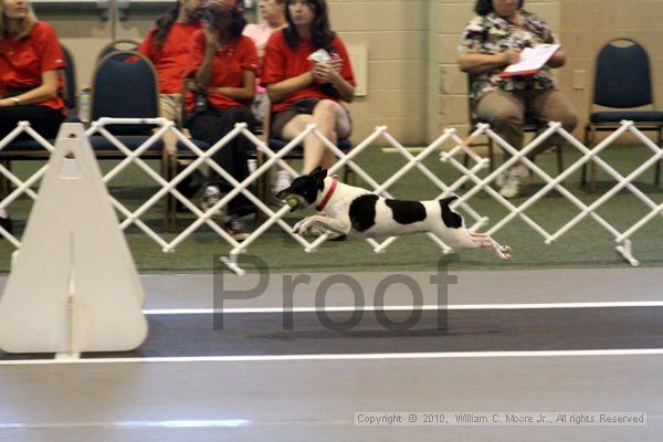 IMG_7719.jpg - Dawg Derby Flyball TournementJuly 10, 2010Classic CenterAthens, Ga