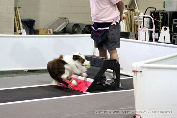 IMG_7724.jpg - Dawg Derby Flyball TournementJuly 10, 2010Classic CenterAthens, Ga