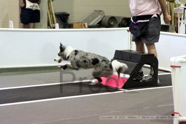 IMG_7727.jpg - Dawg Derby Flyball TournementJuly 10, 2010Classic CenterAthens, Ga