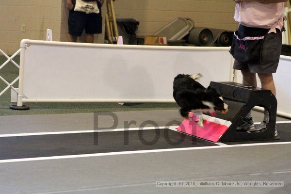 IMG_7730.jpg - Dawg Derby Flyball TournementJuly 10, 2010Classic CenterAthens, Ga
