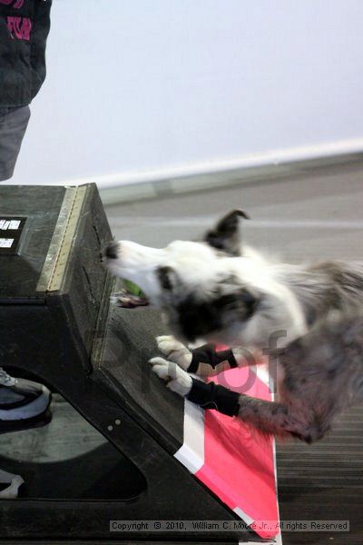 IMG_7734.jpg - Dawg Derby Flyball TournementJuly 10, 2010Classic CenterAthens, Ga