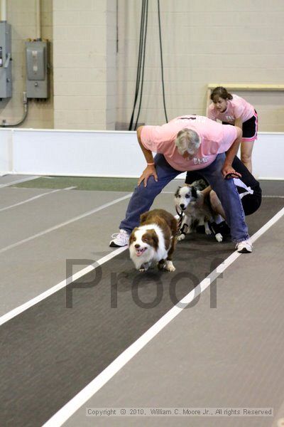 IMG_7745.jpg - Dawg Derby Flyball TournementJuly 10, 2010Classic CenterAthens, Ga