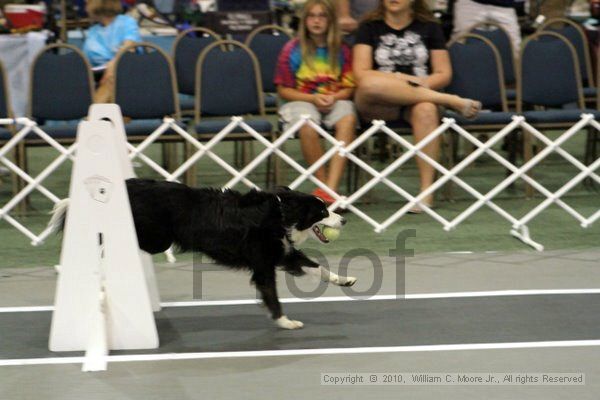 IMG_7752.jpg - Dawg Derby Flyball TournementJuly 10, 2010Classic CenterAthens, Ga