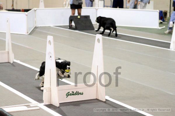 IMG_7759.jpg - Dawg Derby Flyball TournementJuly 10, 2010Classic CenterAthens, Ga