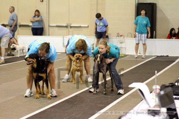 IMG_7767.jpg - Dawg Derby Flyball TournementJuly 10, 2010Classic CenterAthens, Ga