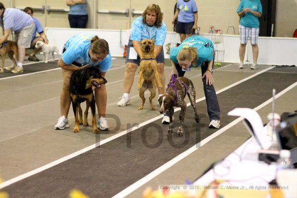 IMG_7769.jpg - Dawg Derby Flyball TournementJuly 10, 2010Classic CenterAthens, Ga