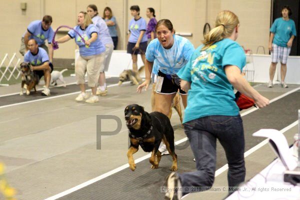 IMG_7771.jpg - Dawg Derby Flyball TournementJuly 10, 2010Classic CenterAthens, Ga