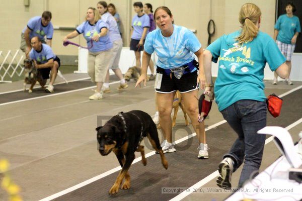 IMG_7772.jpg - Dawg Derby Flyball TournementJuly 10, 2010Classic CenterAthens, Ga